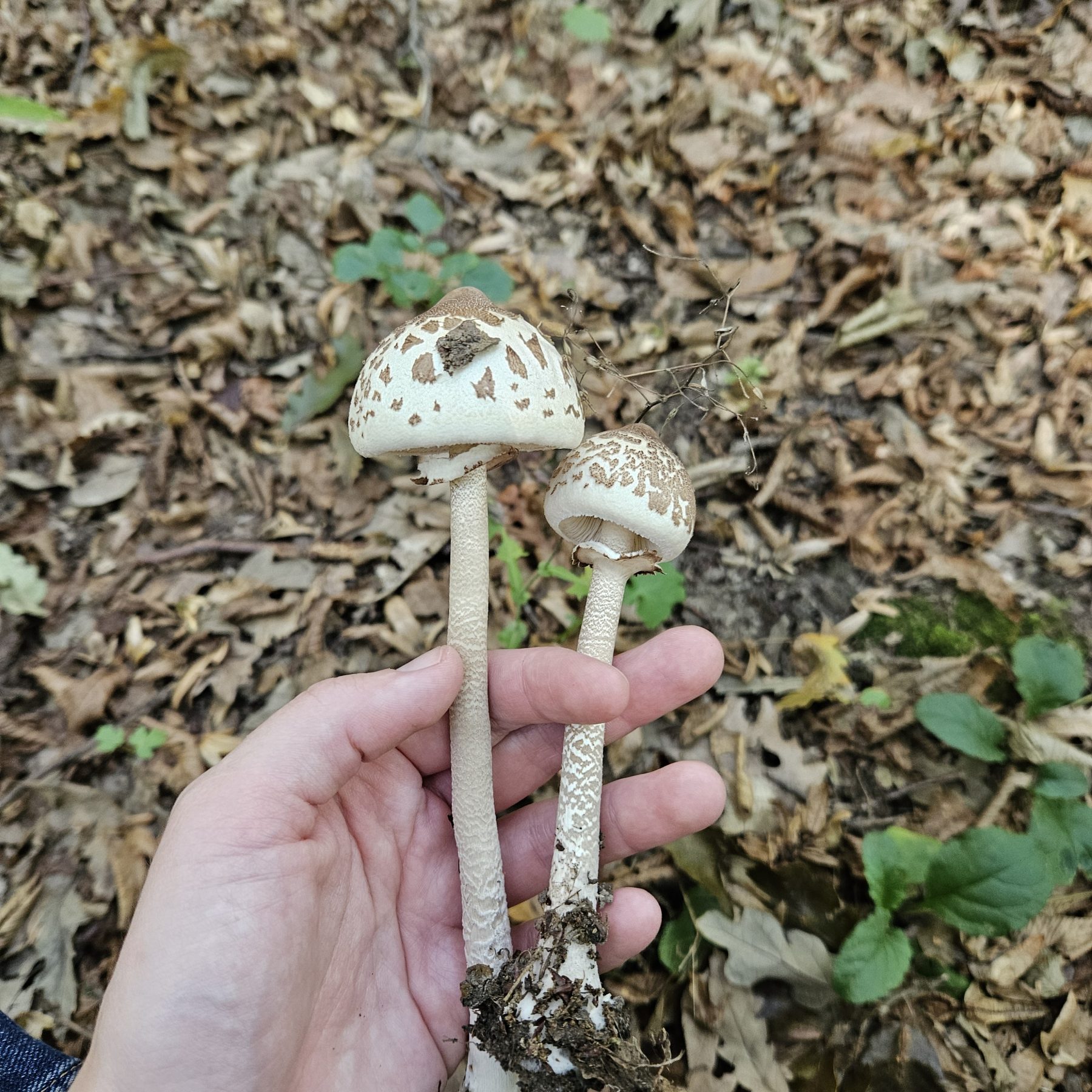 Karcsú őzlábgomba
