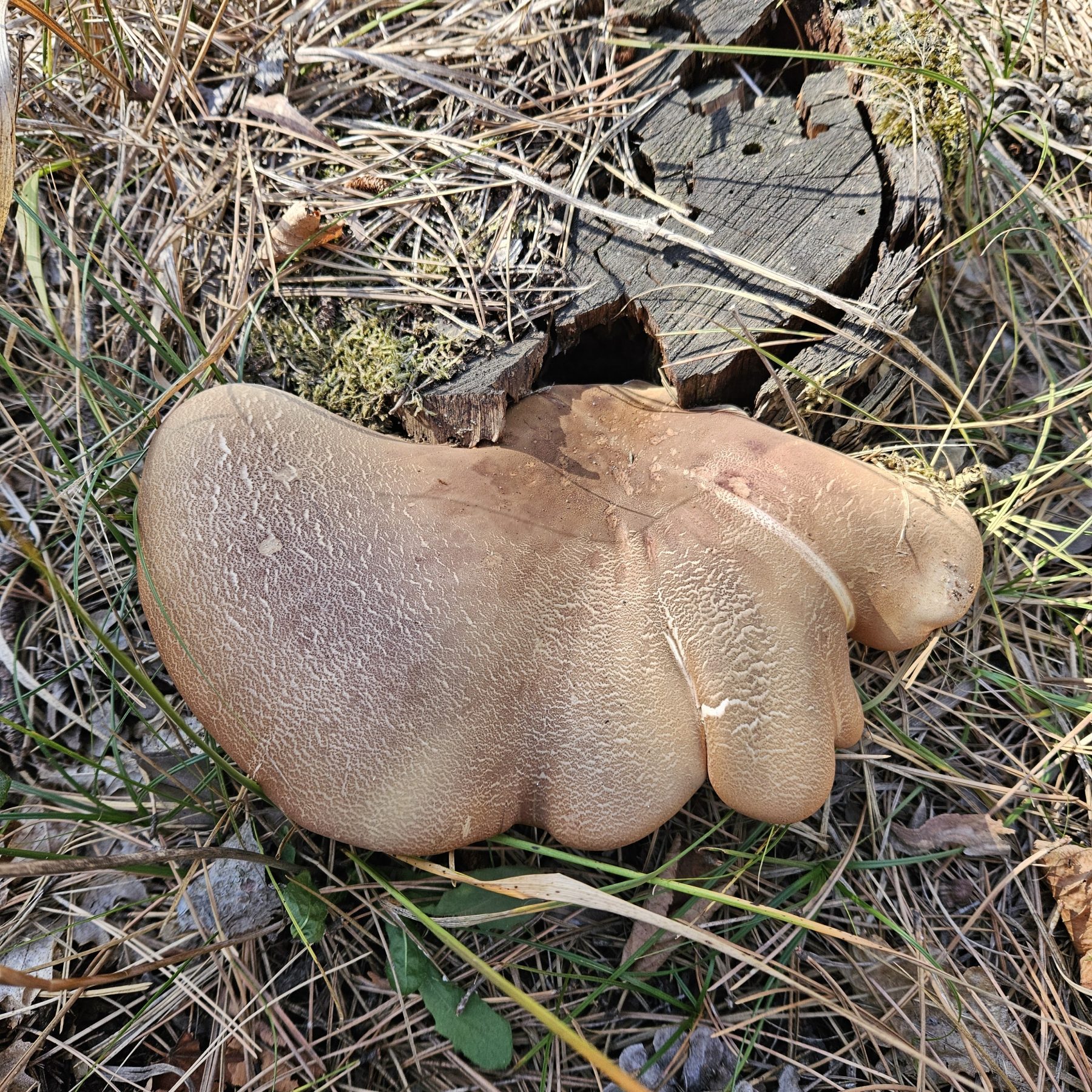 Bársonyostönkű cölöpgomba
