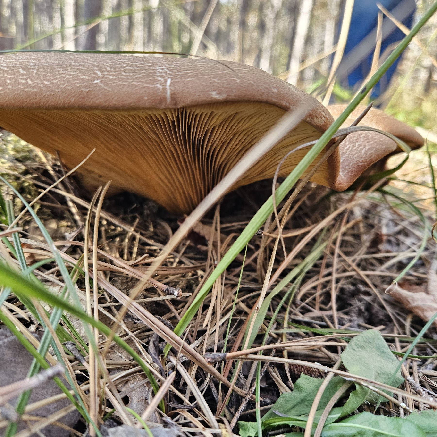 Bársonyostönkű cölöpgomba