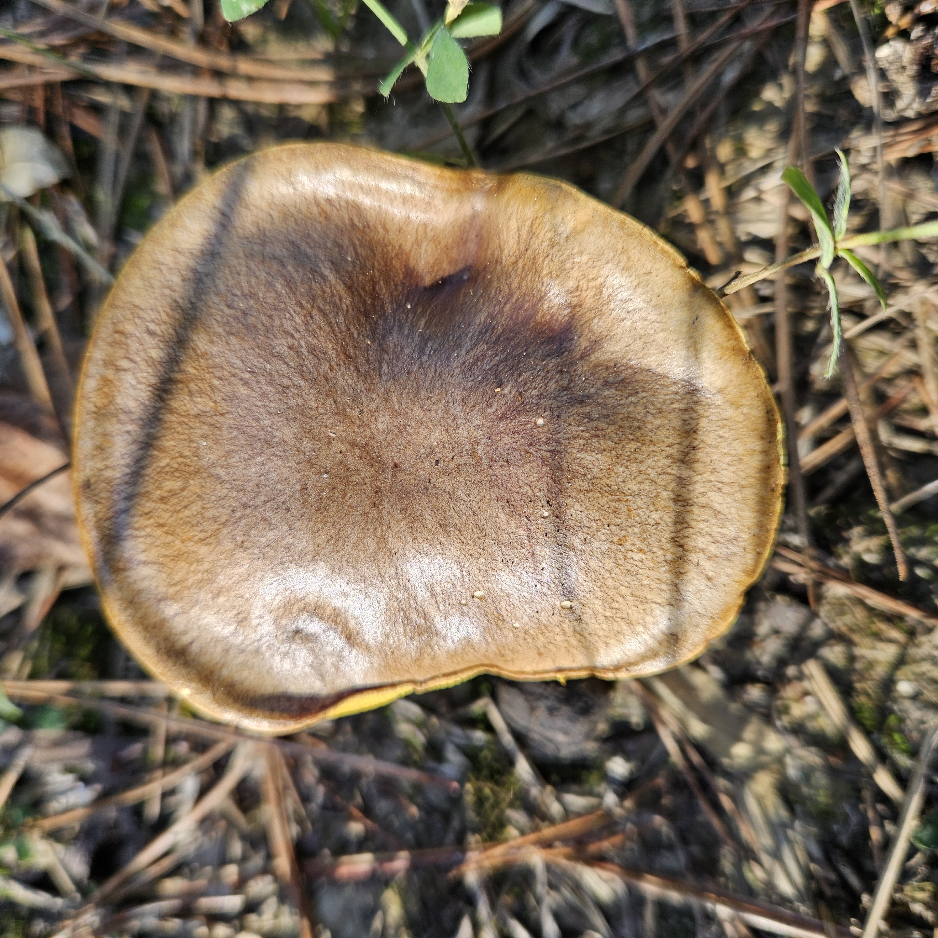 Rózsástövű fenyőtinóru