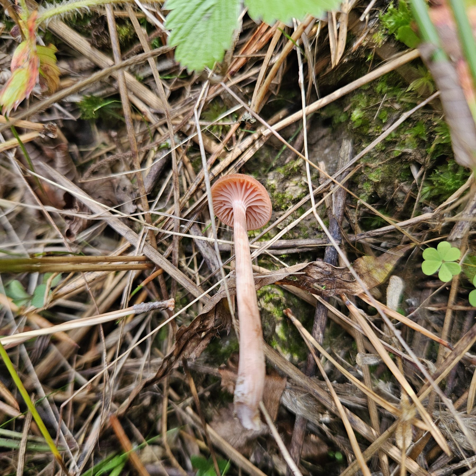 Húsbarna pénzecskegomba